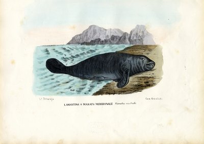 西インドのマナティー、1863-79 作： Raimundo Petraroja