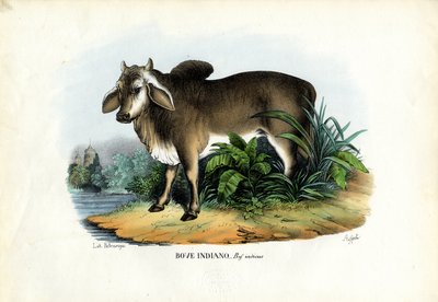 ゼブ、1863-79 作： Raimundo Petraroja