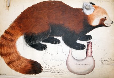 Hodgson Manuscripts Red Panda、1831-47（紙にペンとインクと鉛筆） 作： Raj Man Singh