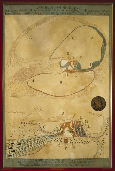カタツムリの断面図（ラモン・パドロ・イ・ペドレ画 作： Ramón Padró y Pedret