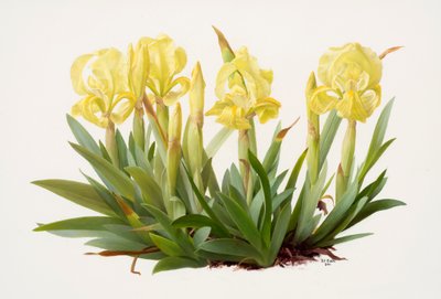 花菖蒲（油彩・紙） 作： Raymond Booth