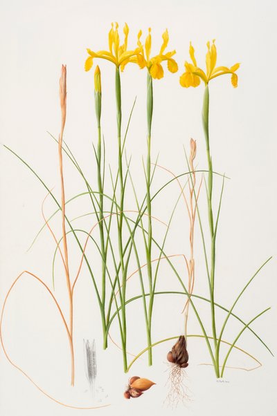 Iris spuria, 2002 （紙に油彩） 作： レイモンド・ブース