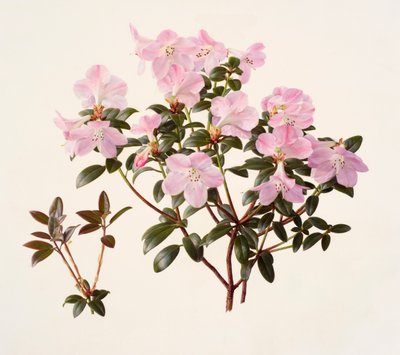 ピンクの花を咲かせたシャクナゲ（油彩・紙） 作： レイモンド・ブース