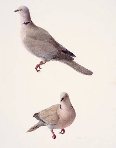 首輪をつけた鳩の習作2点（油彩、紙） 作： Raymond Booth