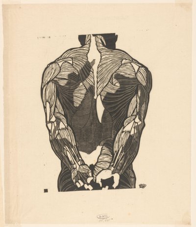 男性の背中の筋肉の解剖学的研究 作： Reijer Stolk