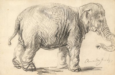 エレファント 作： Rembrandt van Rijn