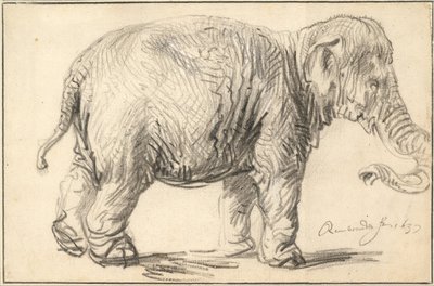象、1637年 作： Rembrandt van Rijn