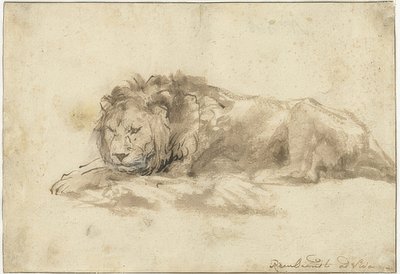 横になっているライオン（Liggend leeuw）。 1650-59 作： Rembrandt van Rijn