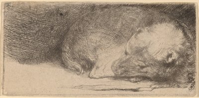 眠っている子犬 作： Rembrandt van Rijn