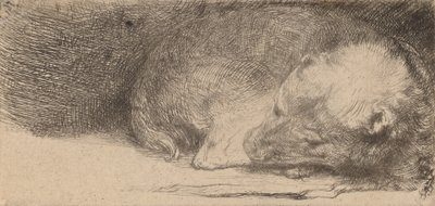 眠っている子犬、c。 1640年。 作： Rembrandt van Rijn