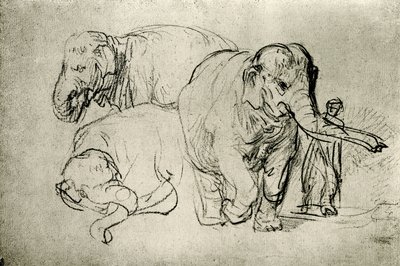 象の研究 作： Rembrandt van Rijn