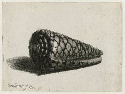 シェル (Conus marmoreus) シェル 作： Rembrandt van Rijn