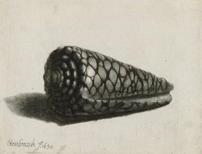 シェル（Conus marmoreus）、1650 作： Rembrandt van Rijn