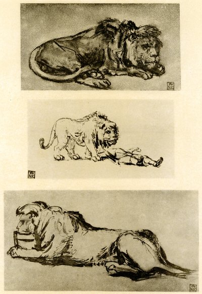 3つのライオンの研究 作： Rembrandt van Rijn