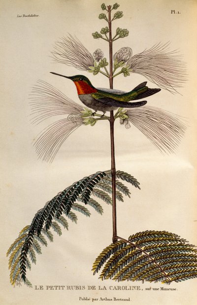 ルビーノド ハチドリ (Archilochus colubris)、「Les trochilidees ou les colibris et les oiseaux-mouches」からの彫刻 作： René Primevère Lesson