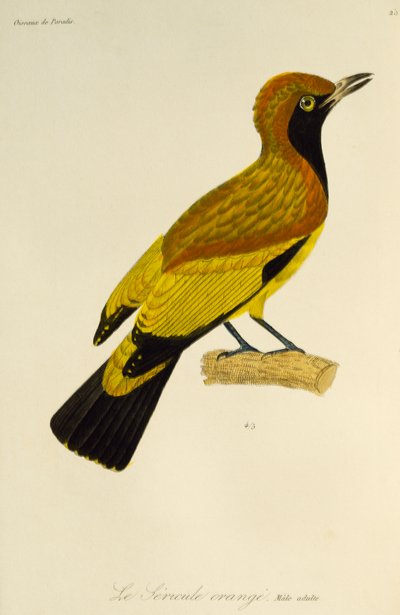仮面ニワシドリ (Sericulus aureus) の成人男性、極楽鳥とエピマグの自然史からの彫刻 作： René Primevère Lesson