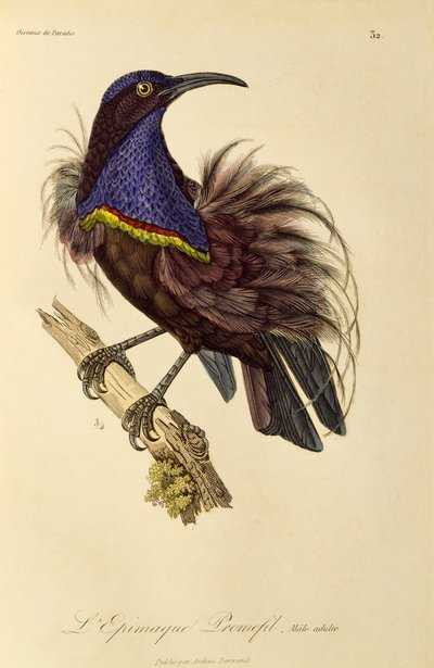 パラダイス ライフルバード (Ptiloris paradiseus) の成人男性、極楽鳥とエピマグの自然史からの彫刻 作： René Primevère Lesson