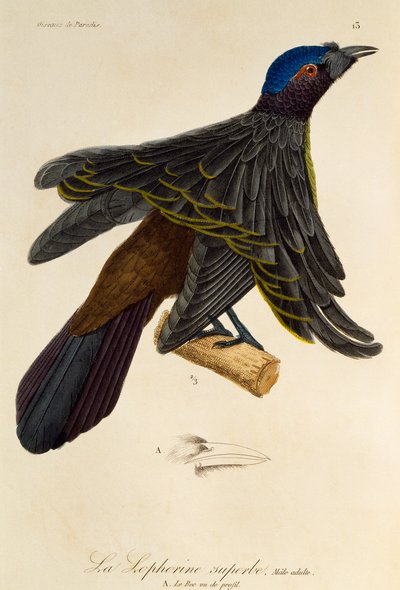 極楽鳥 (Lophorina superba) の成人男性、極楽鳥とエピマグの自然史からの彫刻 作： René Primevère Lesson
