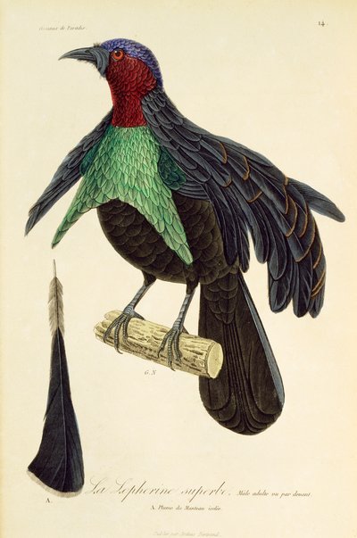 極楽鳥 (Lophorina superba) の成人男性、極楽鳥とエピマグの自然史からの彫刻 作： René Primevère Lesson