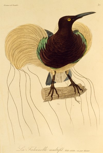 極楽鳥とエピマグの自然史から彫刻された 12 ワイヤード バード オブ パラダイス (Seleucidis melanoleuca) の成人男性 作： René Primevère Lesson