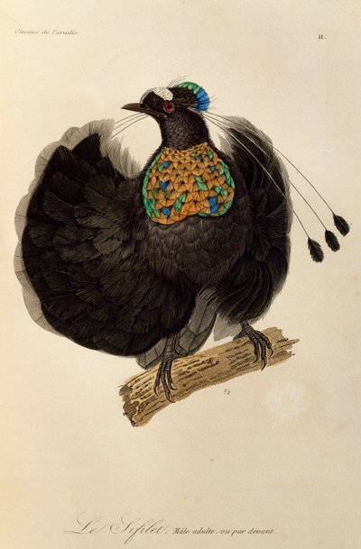 西部のパロティア (Parotia sefilata) の成人男性、極楽鳥とエピマグの自然史からの彫刻 作： René Primevère Lesson