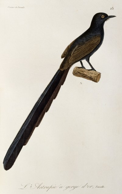 ゴルゲット 極楽鳥のメス、極楽鳥とエピマグの自然史からの彫刻 作： René Primevère Lesson