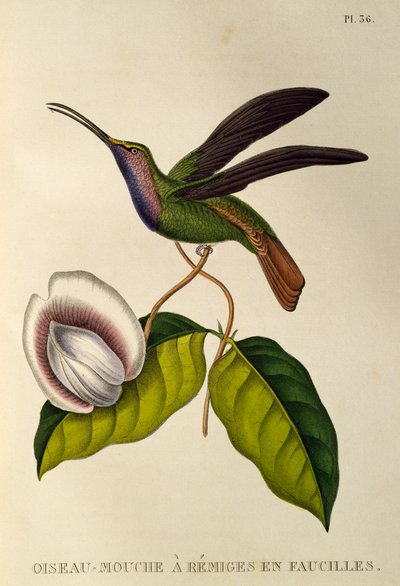 Lazulin Sabrewing (Campylopterus falcatus)、トロチルドまたはハチドリとハチドリからの彫刻 作： René Primevère Lesson