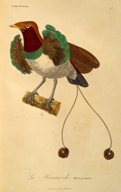 キング バード オブ パラダイス (Cicinnurus regius) の男性、極楽鳥とエピマグの自然史からの彫刻 作： René Primevère Lesson