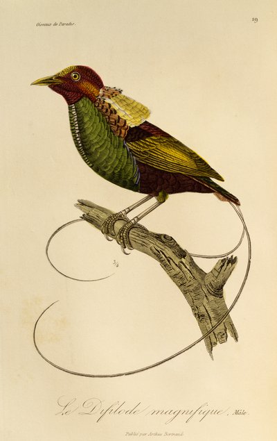 壮大な極楽鳥 (Cicinnurus magnificus) の男性、極楽鳥とエピマグの自然史からの彫刻 作： René Primevère Lesson