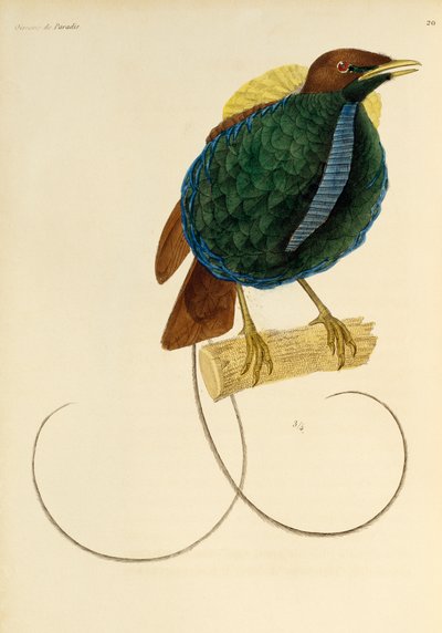 壮大な極楽鳥 (Cicinnurus magnificus) の男性、極楽鳥とエピマグの自然史からの彫刻 作： René Primevère Lesson