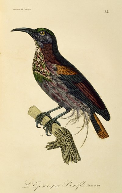 パラダイス ライフルバードの若いオス (Ptiloris paradiseus)、極楽鳥とエピマグの自然史からの彫刻 作： René Primevère Lesson