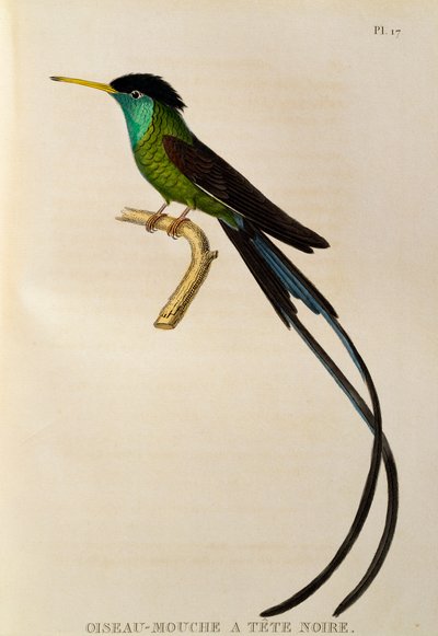 赤くちばし Streamertail (Trochilus polytmus)、トロキリデスまたはハチドリとハチドリからの彫刻 作： René Primevère Lesson