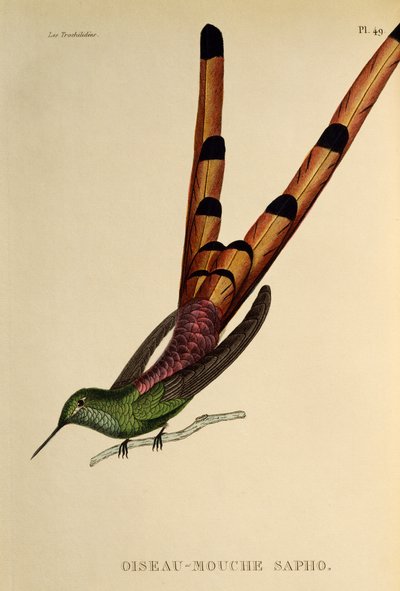 アカオコメット (Sappho sparganurus)、トロチルドまたはハチドリとハチドリからの彫刻 作： René Primevère Lesson