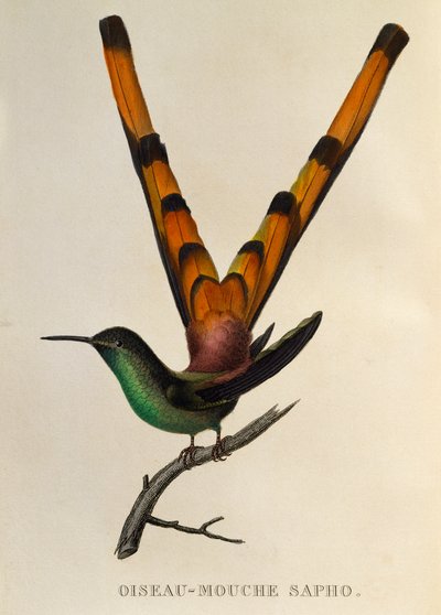アカオコメット (Sappho sparganurus)、トロキライドまたはハチドリとハチドリからの彫刻 作： René Primevère Lesson