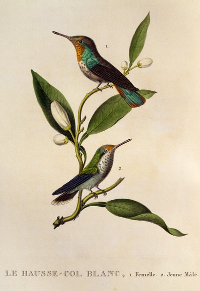 ルビー トパーズ ハチドリの女性と若い男性 (Chrysolampis mosquitus)、「Les trochilidees ou les colibris et les oiseaux-mouches」からの彫刻 作： René Primevère Lesson