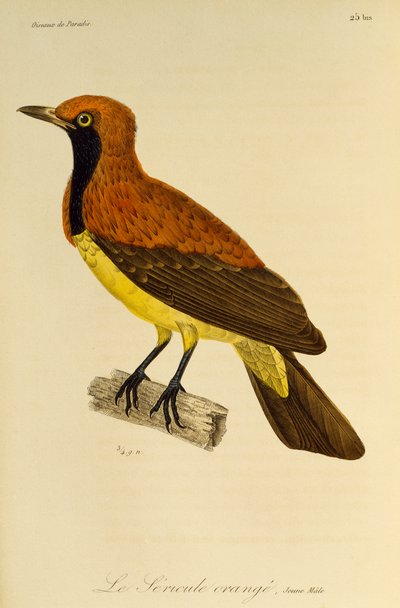 仮面ニワシドリ (Sericulus aureus) の若い男性、極楽鳥とエピマグの自然史からの彫刻 作： René Primevère Lesson