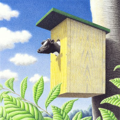 カッコー 作： Rene Boin