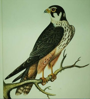 趣味（水彩画） 作： Rev. C. Atkinson