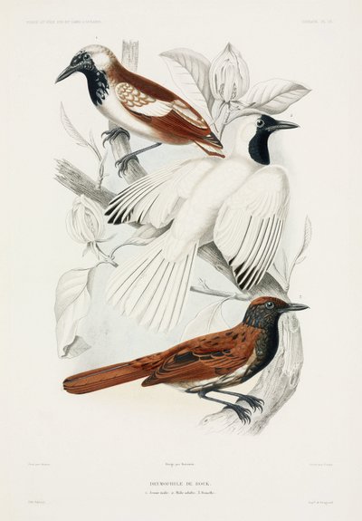 Antbirds 作： John Pardon