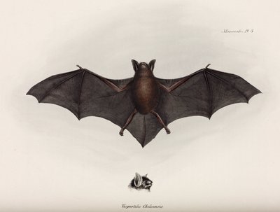 コウモリ（南アメリカ、1832-1836年頃 作： John Pardon