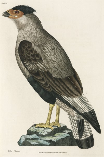 クレステッド・カラカラ（Crested Caracara 作： John Pardon