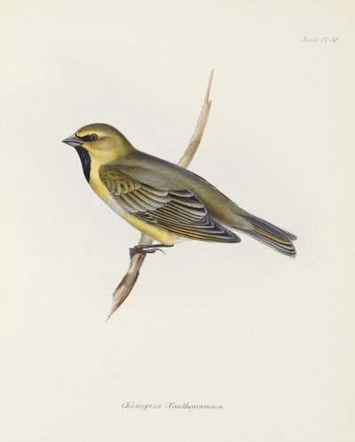 フィンチ、1832-1836年頃 作： John Pardon