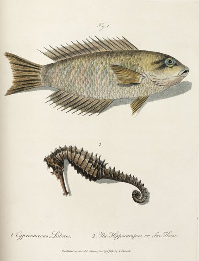 魚とタツノオトシゴ 作： John Pardon
