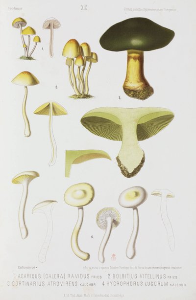 4種類のキノコ（1874年頃 作： John Pardon