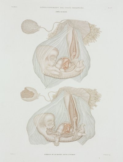 Gynaecology 40日目の胎児（1847-1859年頃 作： John Pardon