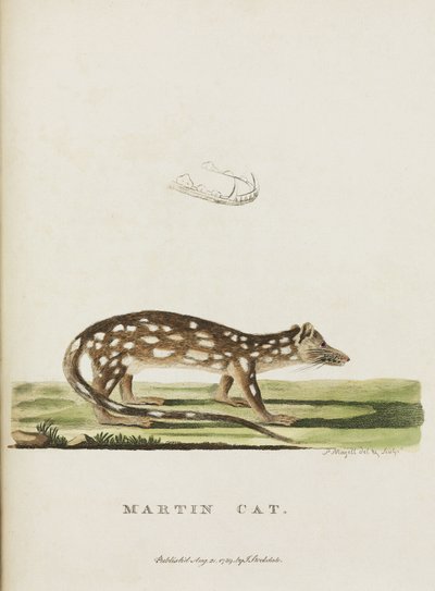 マーティン・キャット」、オーストラリア、1788年頃 作： John Pardon