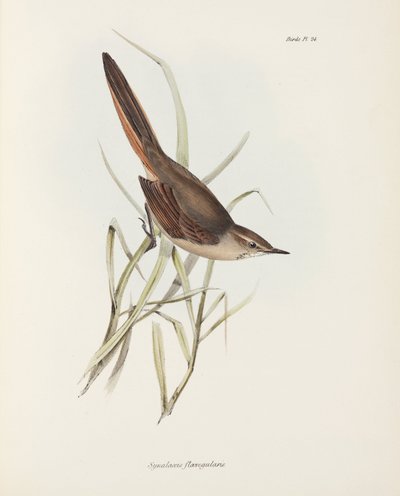 スパインテイル（南米、1832-1836年頃 作： John Pardon