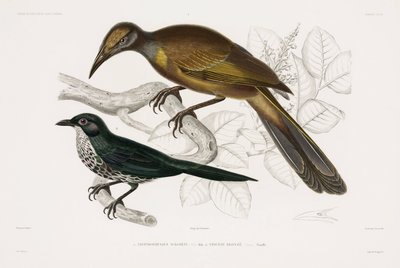 2種類の鳥 作： John Pardon