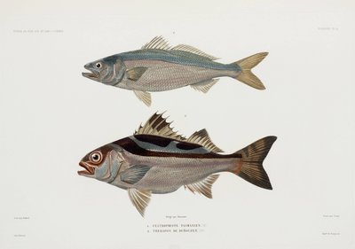 2種類の魚 作： John Pardon