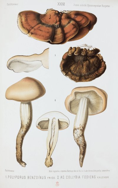 2種類のキノコ（1874年頃 作： John Pardon